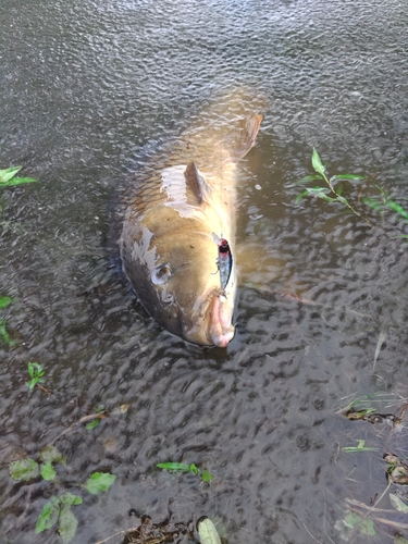 コイの釣果