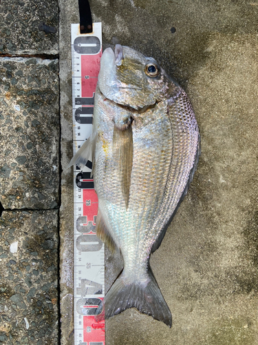 ヘダイの釣果