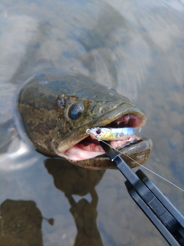 ライギョの釣果