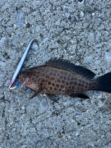 オオモンハタの釣果