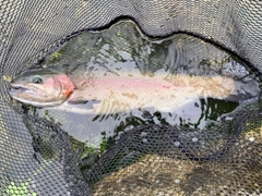 ニジマスの釣果