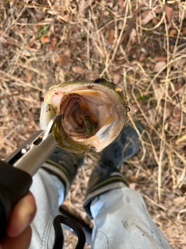 ブラックバスの釣果