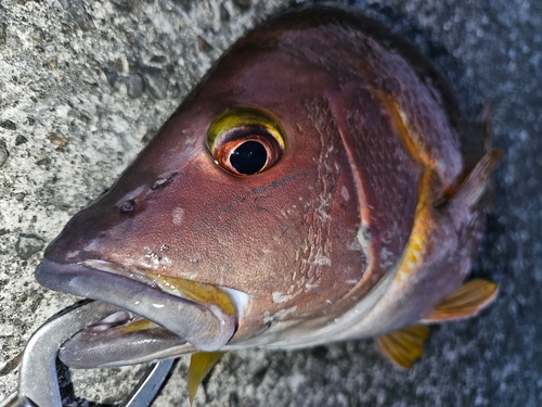 シブダイの釣果