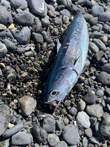 ソウダガツオの釣果