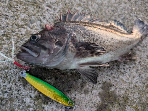 ソイの釣果