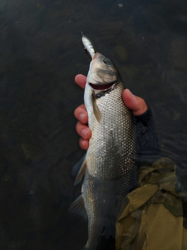 ウグイの釣果