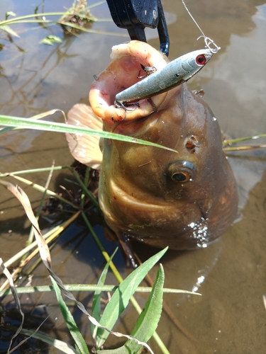 コイの釣果