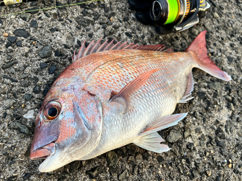 マダイの釣果