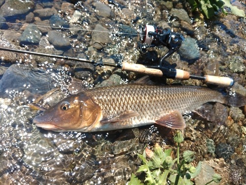 ニゴイの釣果