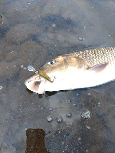 ニゴイの釣果