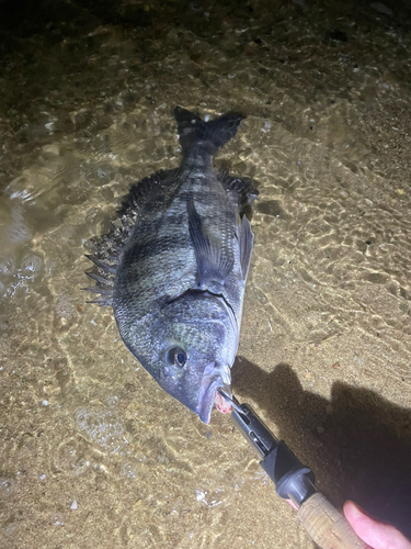 クロダイの釣果