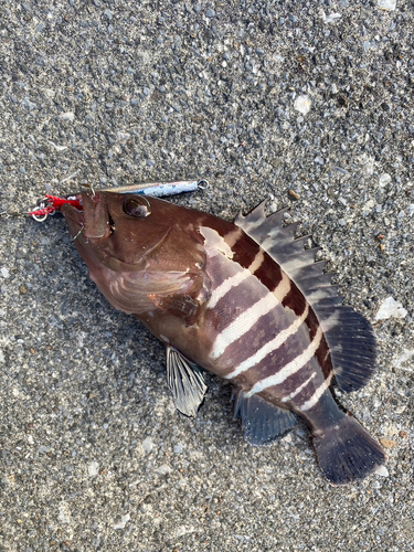 マハタモドキの釣果