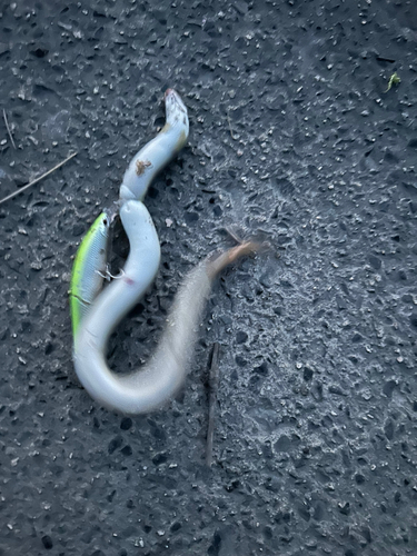 ウナギの釣果