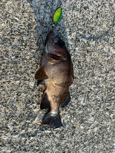 メバルの釣果