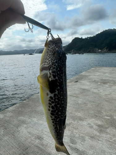 ショウサイフグの釣果