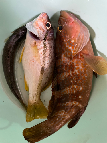 カマスの釣果