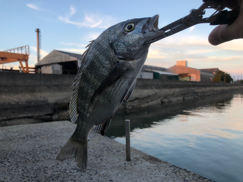 チヌの釣果