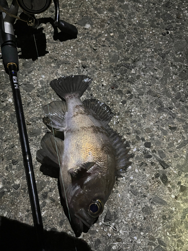 クロメバルの釣果