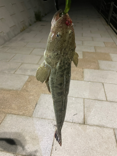 コチの釣果