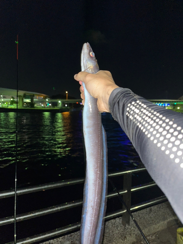 クロアナゴの釣果