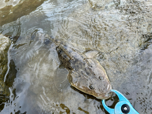 マゴチの釣果