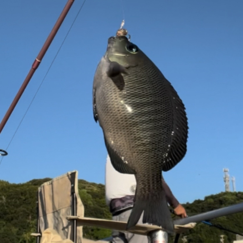 グレの釣果