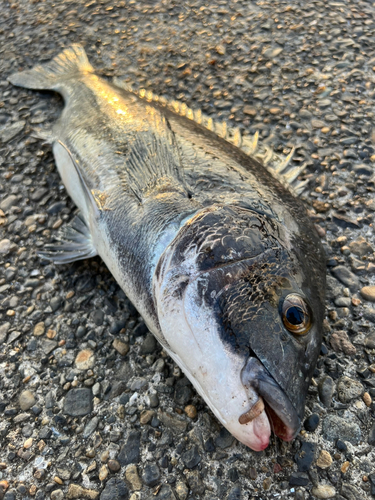 クロダイの釣果