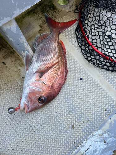 マダイの釣果