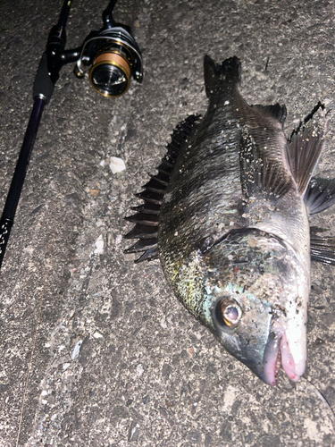 クロダイの釣果