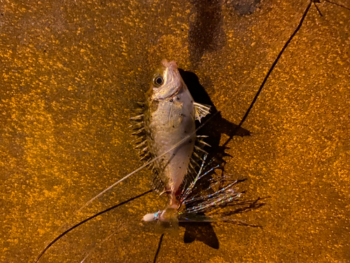 アイゴの釣果