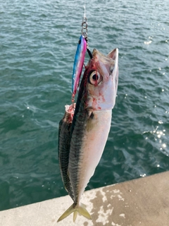 サバの釣果