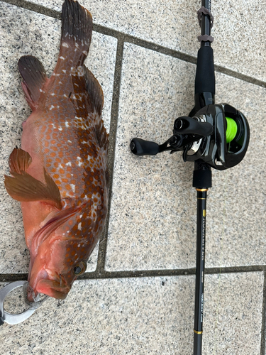 アコウの釣果