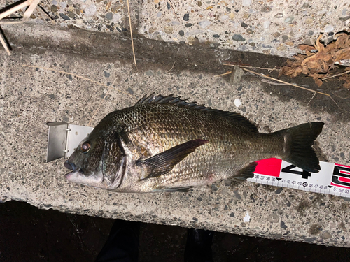 クロダイの釣果