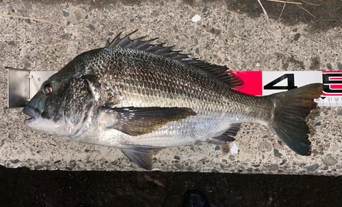 クロダイの釣果