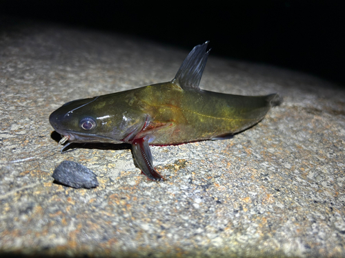 ウナギの釣果