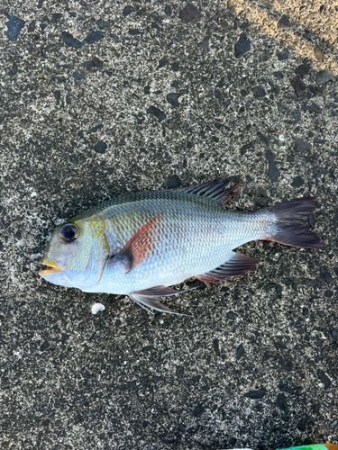 ヨコシマクロダイの釣果