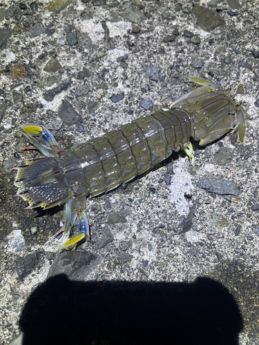 シャコの釣果