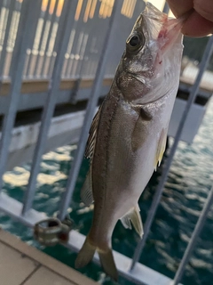 セイゴ（マルスズキ）の釣果