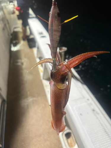 ケンサキイカの釣果