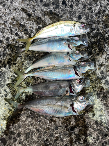 アジの釣果