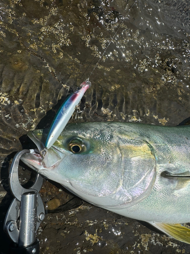 ブリの釣果