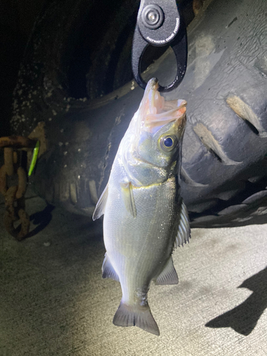 セイゴ（ヒラスズキ）の釣果