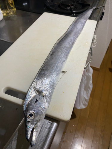 タチウオの釣果