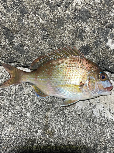 マダイの釣果