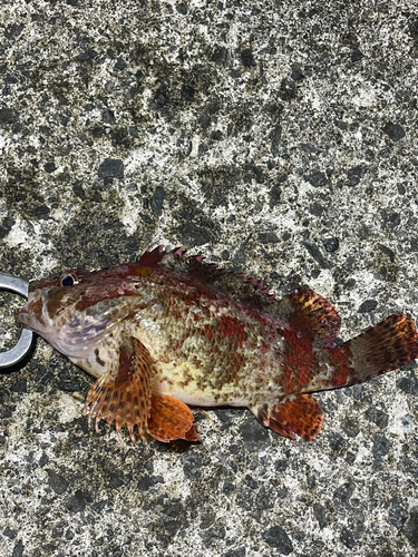 ヨロイメバルの釣果