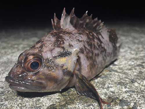 ムラソイの釣果