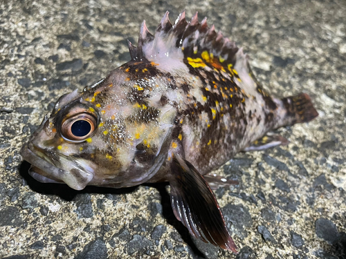 オウゴンムラソイの釣果