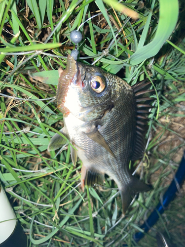 キチヌの釣果