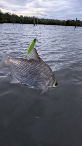 ダントウボウの釣果