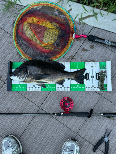 クロダイの釣果